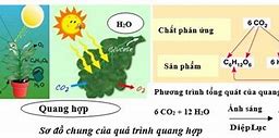 Quá Trình Quang Hợp Của Cây Xanh Diễn Ra Theo Sơ Đồ Phản Ứng